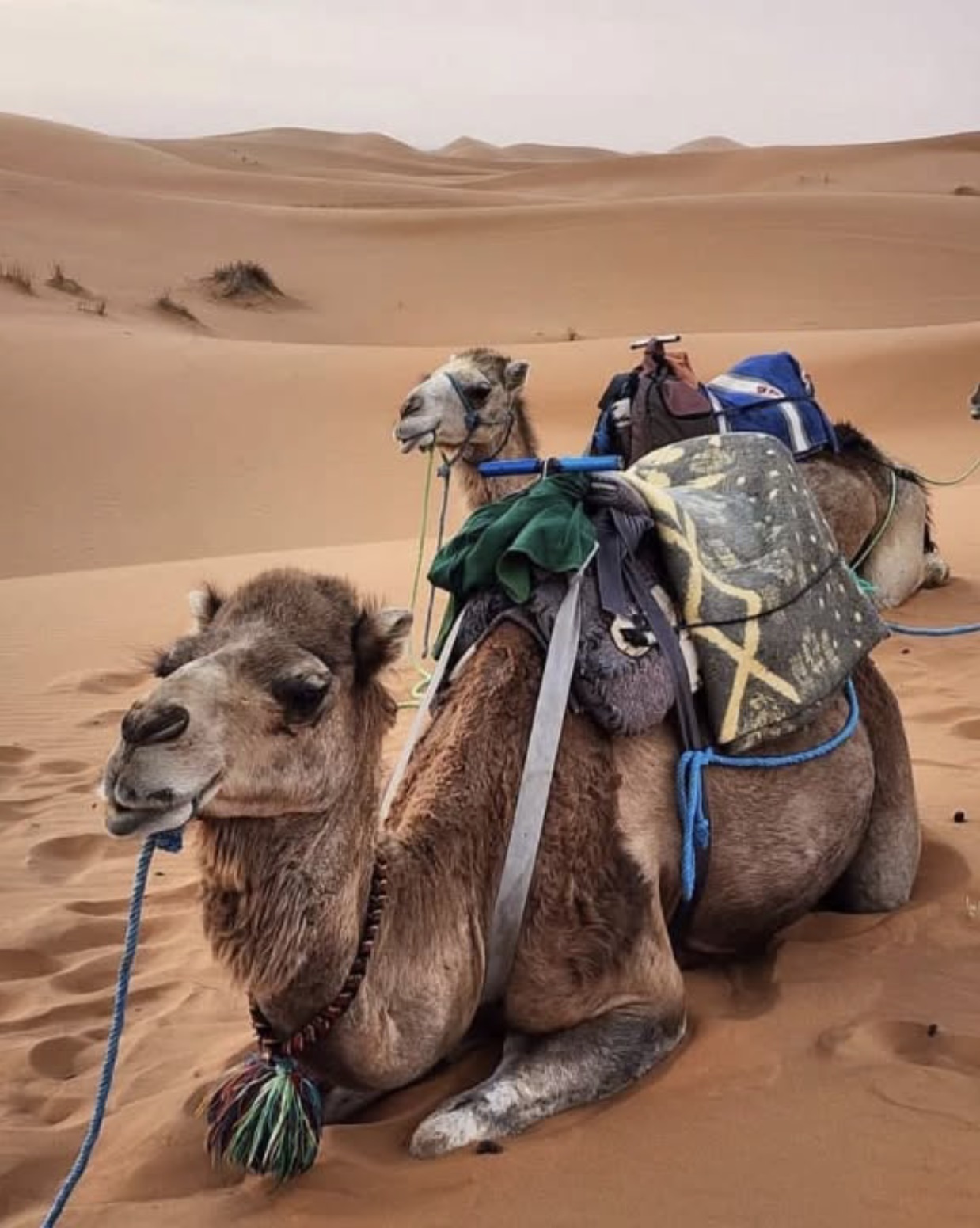 Dromedarios en las dunas desierto de Merzouga Marruecos